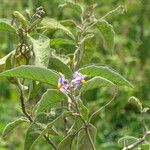 Solanum campylacanthum 整株植物