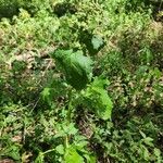 Chenopodium opulifolium 葉