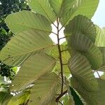 Dipterocarpus obtusifolius ഇല