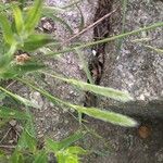 Polypogon monspeliensis Leaf