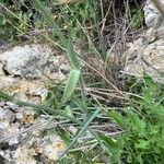 Tragopogon dubius Leaf