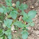 Solanum tuberosum Листок