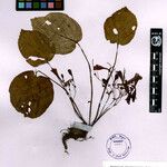 Didymocarpus cinereus Other