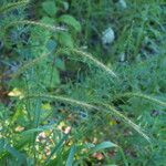 Elymus riparius অভ্যাস