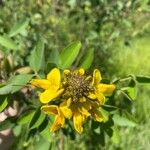 Crotalaria micans Leht