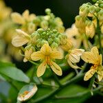 Senna hayesiana Flower