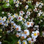 Symphyotrichum ericoides عادت داشتن