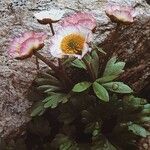 Ranunculus glacialis Hábitos