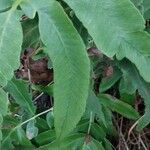 Dryopteris sieboldii Leaf