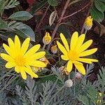 Euryops pectinatus Flower