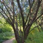 Prunus serrula Corteza