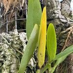 Guarianthe skinneri Leaf