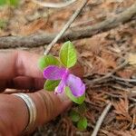 Polygala paucifolia पत्ता