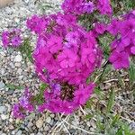 Phlox drummondii Lorea