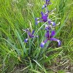 Iris spuria Habit