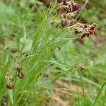 Luzula alpinopilosa Hábito