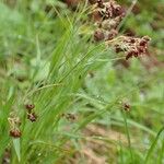 Luzula alpinopilosa Natur