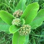 Asclepias viridiflora Ліст