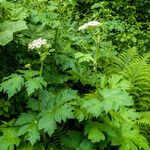 Heracleum maximum Blatt