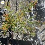 Erica comorensis Hábito