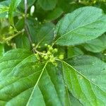 Celastrus orbiculatus Fruit