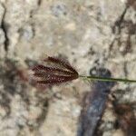 Chloris barbata Flower