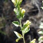 Brickellia californica Flower