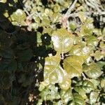 Quercus alnifolia 叶