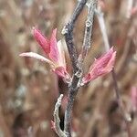 Spiraea japonica Leaf