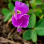 Oxalis purpurea Çiçek