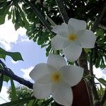 Plumeria pudica Květ