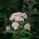 Eupatorium cannabinumFlor