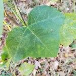 Passiflora lutea Leaf