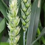 Triticum aestivum Hedelmä