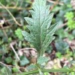 Verbena officinalis Levél