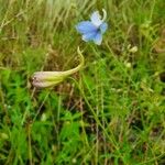 Delphinium leroyi Altres