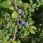 Prunus spinosa Froito