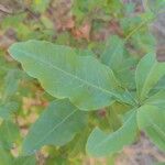 Plumbago europaea Листок