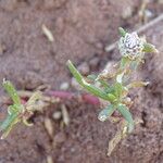 Gomphrena vermicularis Blatt