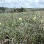 Hibiscus lunariifolius Hábito