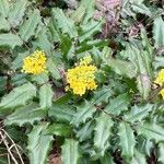 Berberis aquifoliumFlors