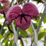 Akebia quinata Flor