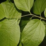 Celtis caudata Blad