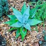 Agave havardiana 叶