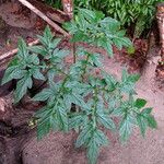 Tacca leontopetaloides Leaf