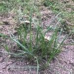 Deschampsia flexuosa Blatt