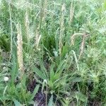 Plantago serraria Hoja