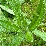 Picris echioides Blatt