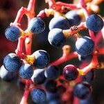 Parthenocissus tricuspidata Fruit