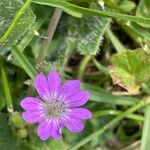 Geranium pyrenaicum Λουλούδι